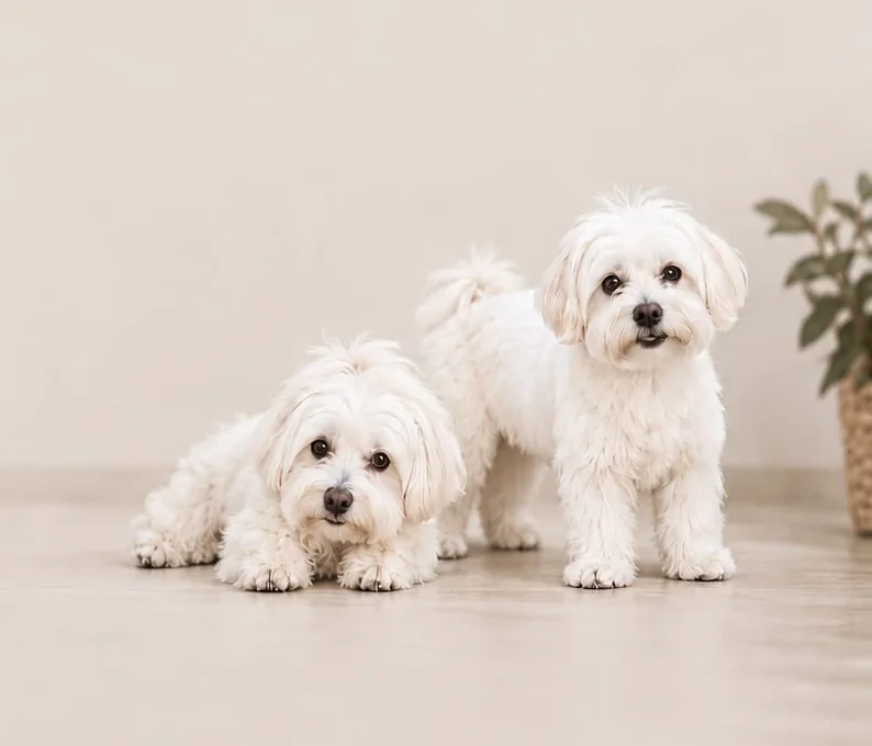Gucci y Kenzo, dos malteses blancos, posando en el suelo del salón
